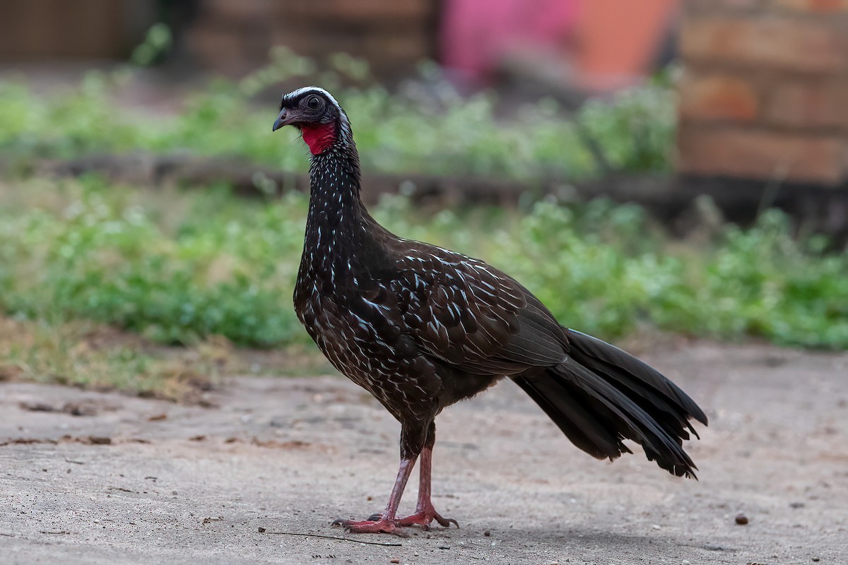 White-browed Guan - ML481791671