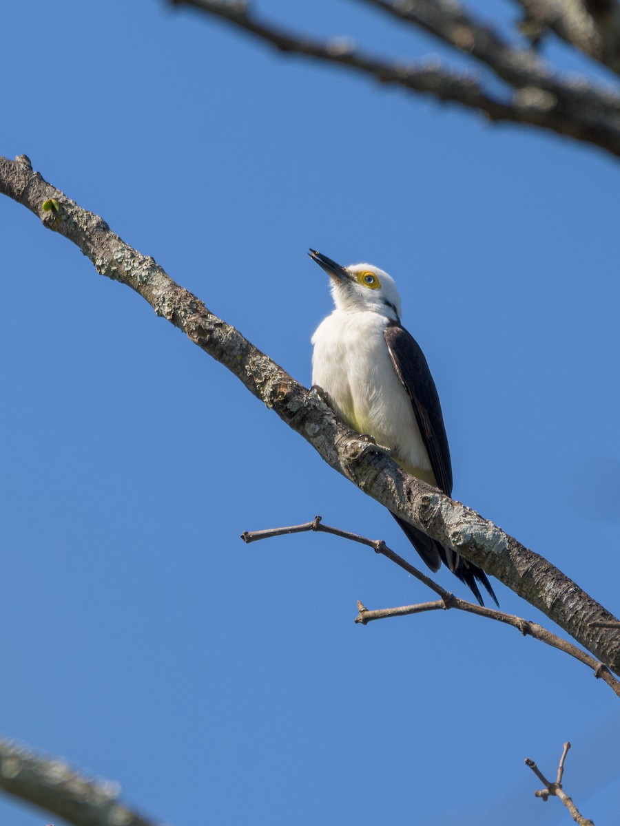 White Woodpecker - Carlos Rossello