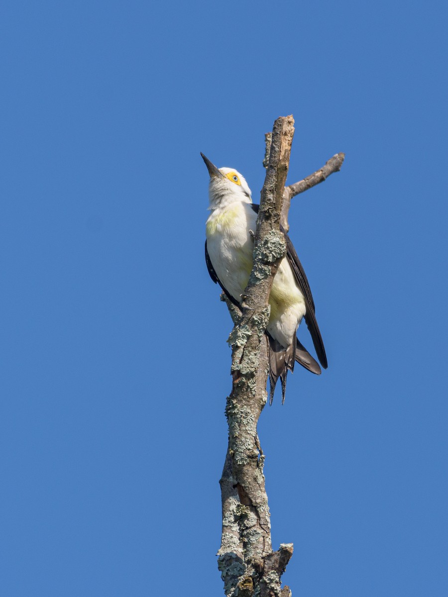 White Woodpecker - ML481792241