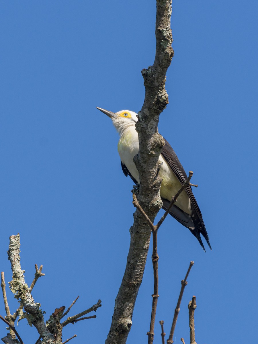 White Woodpecker - ML481792271