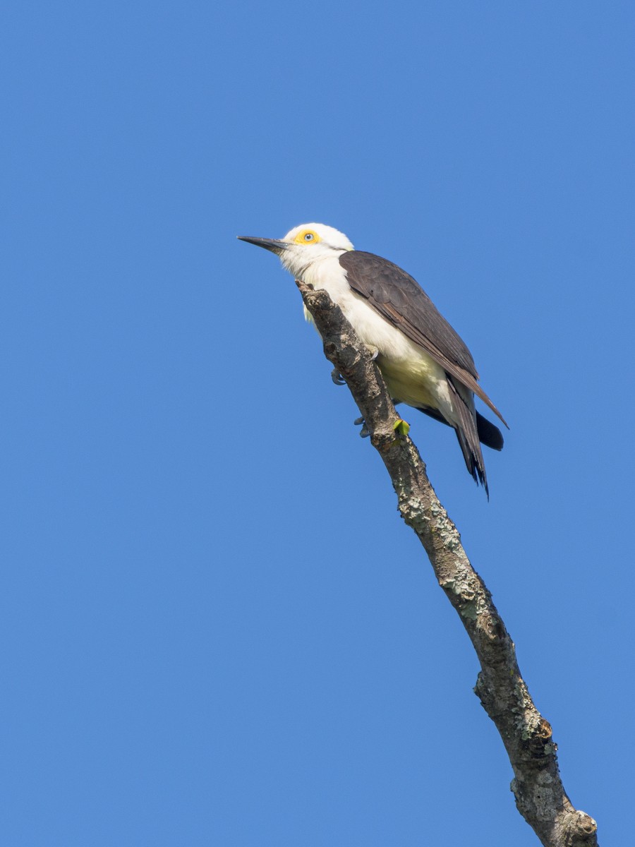 White Woodpecker - ML481792281