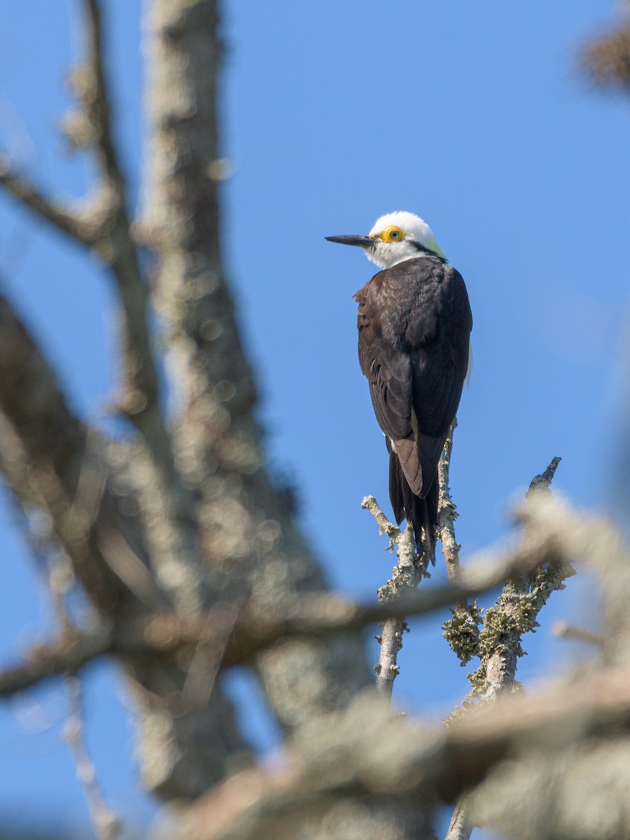 White Woodpecker - ML481792291