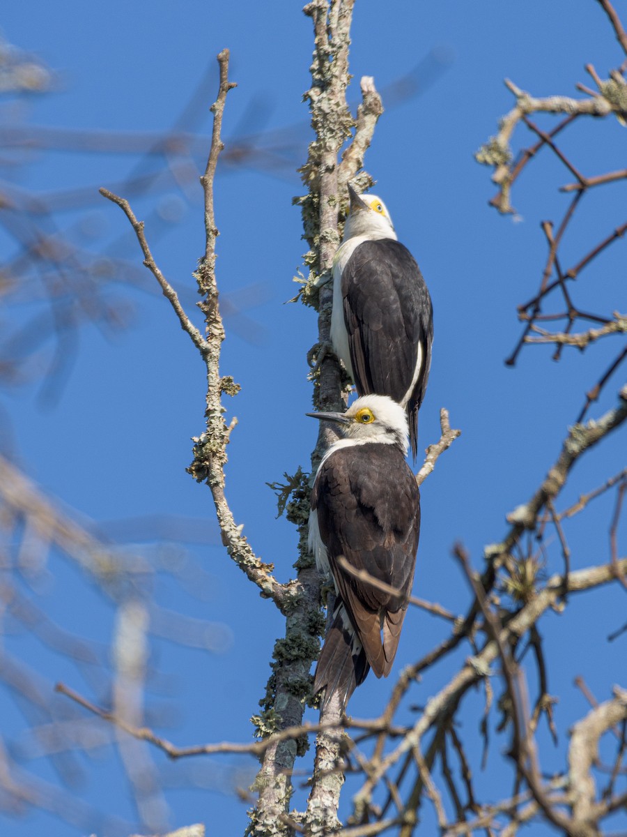 White Woodpecker - ML481792321