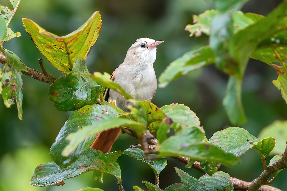 Gray-headed Spinetail - ML481792671