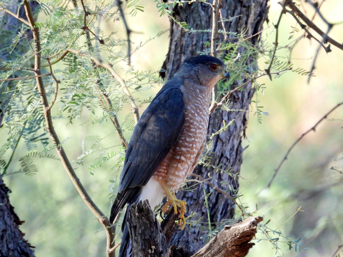 Cooper's Hawk - ML481792701