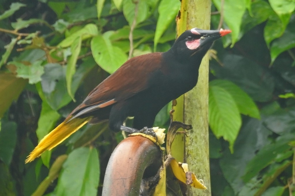 Baudo Oropendola - ML481793301