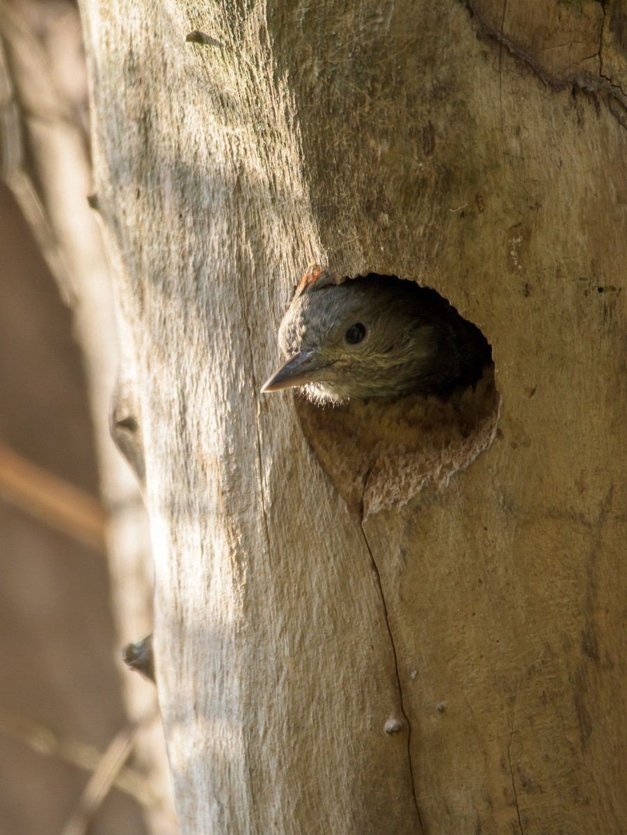 Little Woodpecker - Carlos Rossello