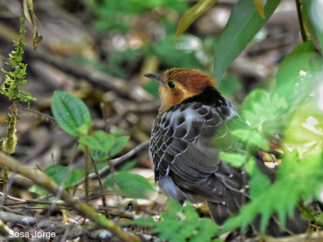 Pavonine Cuckoo - ML481794021