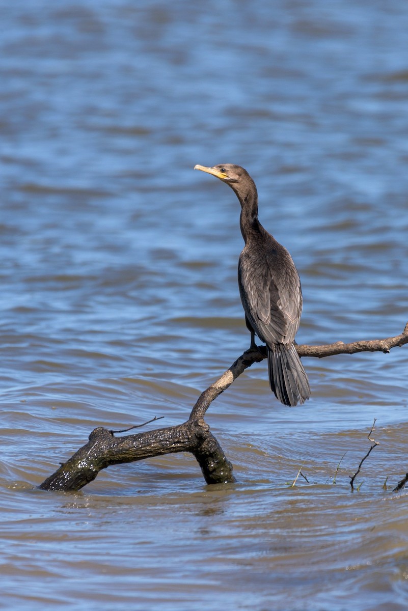 Cormorán Biguá - ML481794091