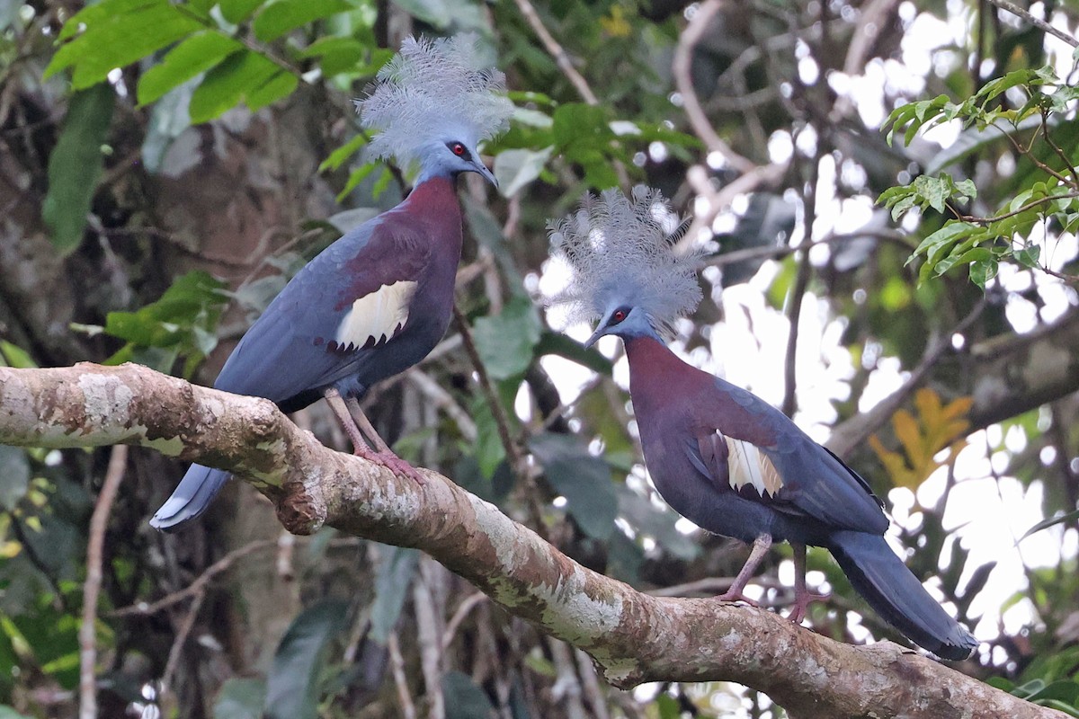 Sclater's Crowned-Pigeon - ML481794401