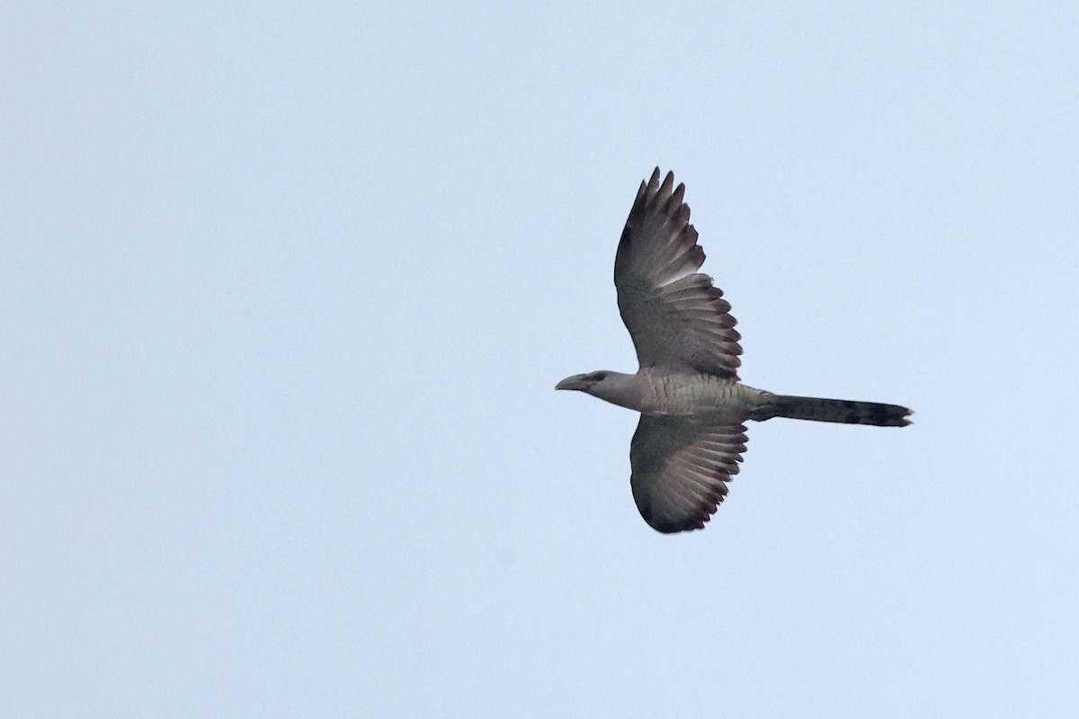 Channel-billed Cuckoo - ML481794831