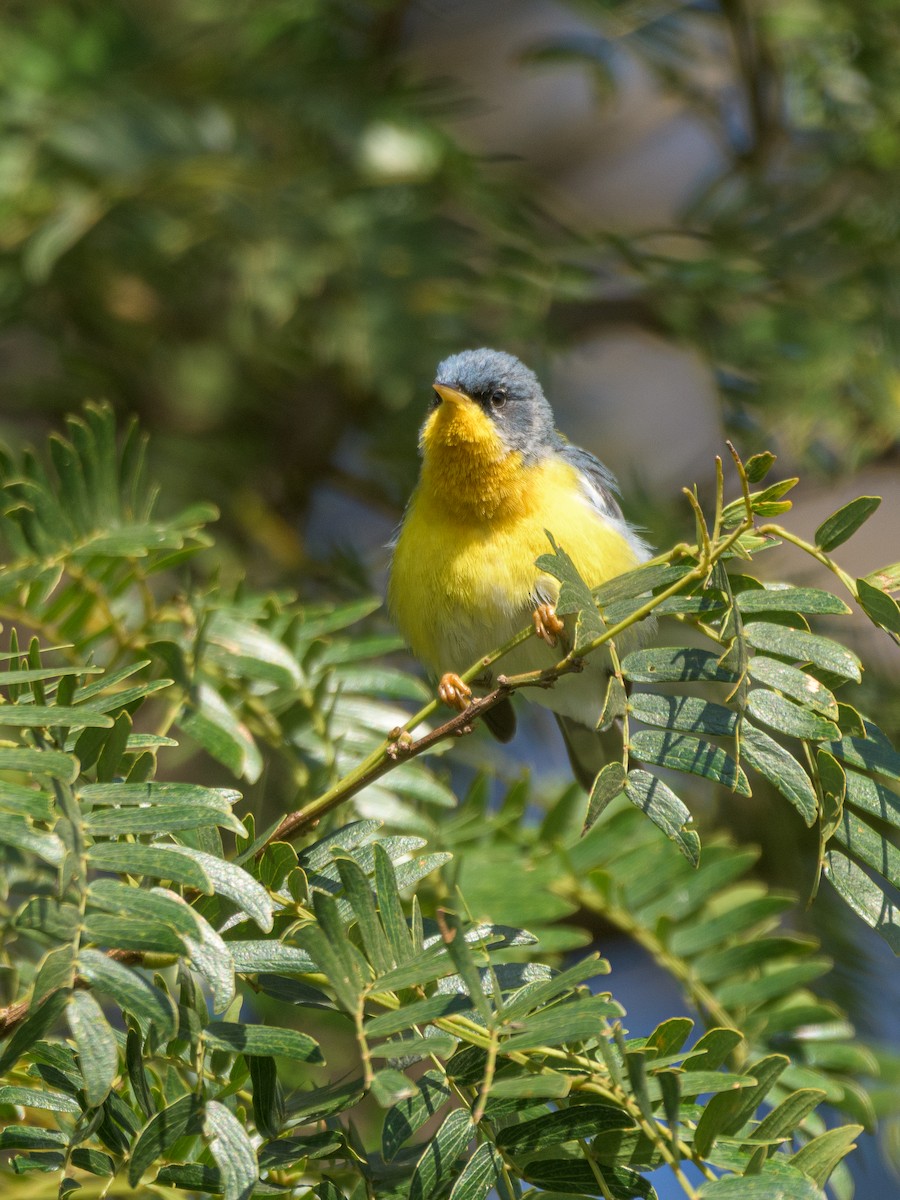 Tropical Parula - ML481795601