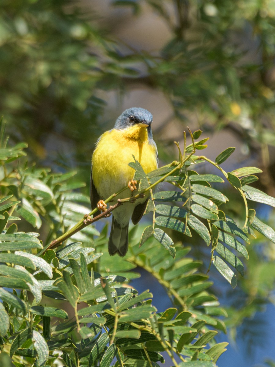 Tropical Parula - ML481795611