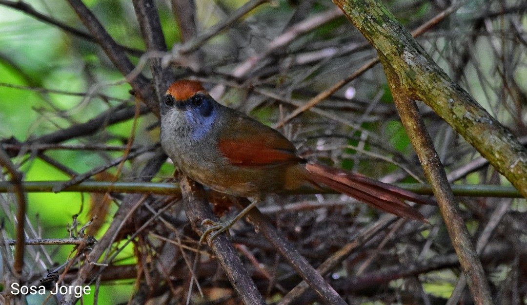 Rufous-capped Spinetail - Jorge Sosa