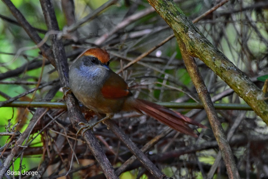 Rufous-capped Spinetail - Jorge Sosa