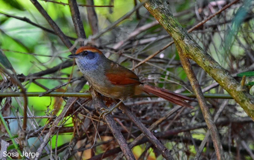 Rufous-capped Spinetail - Jorge Sosa