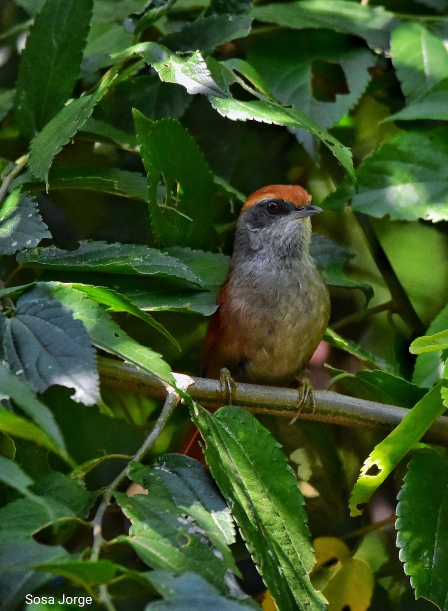 Rufous-capped Spinetail - Jorge Sosa