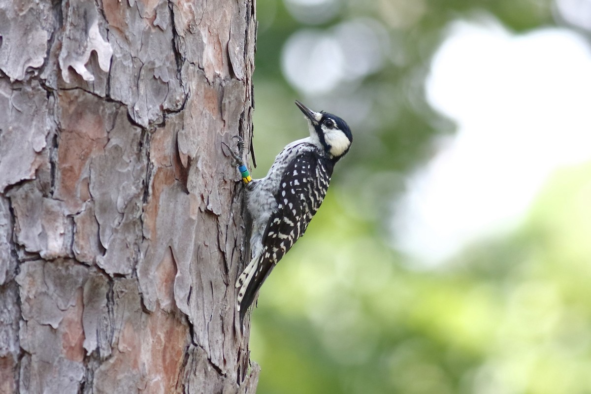 Red-cockaded Woodpecker - Sam Zhang