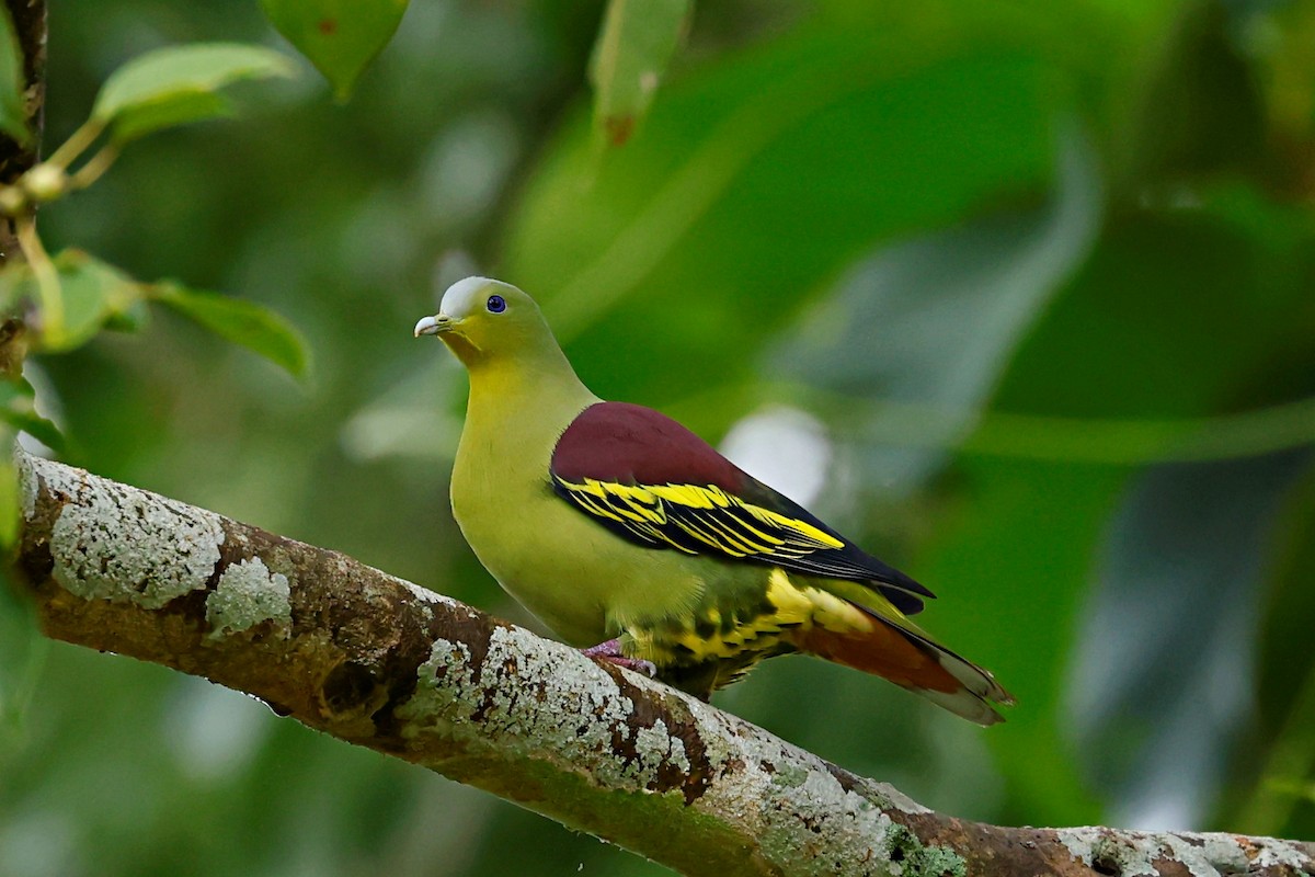 Gray-fronted Green-Pigeon - ML481797081