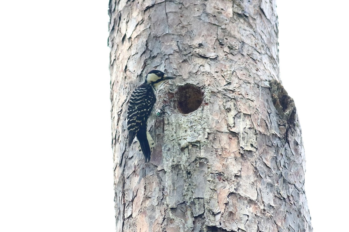 Red-cockaded Woodpecker - ML481797391