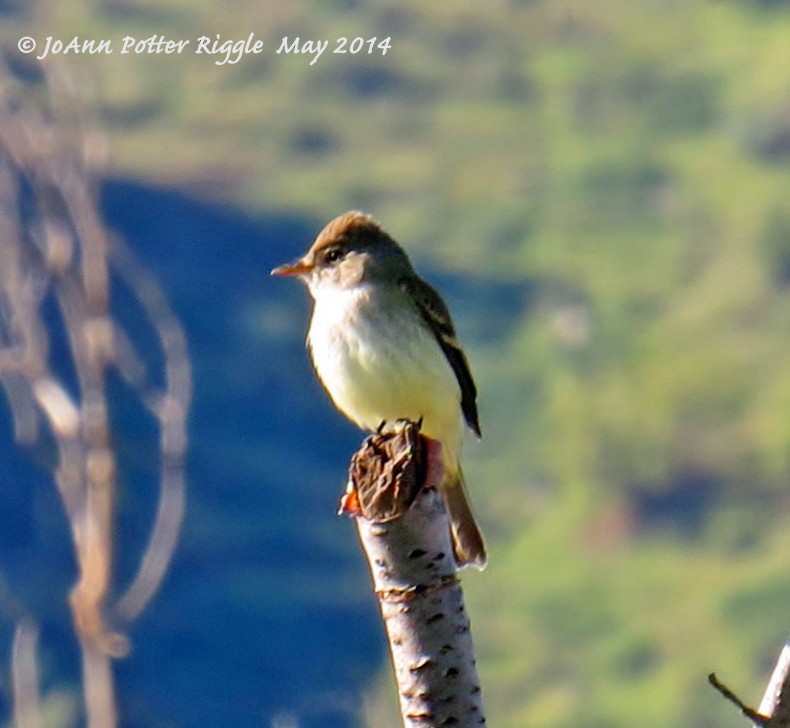 Willow Flycatcher - ML48179741