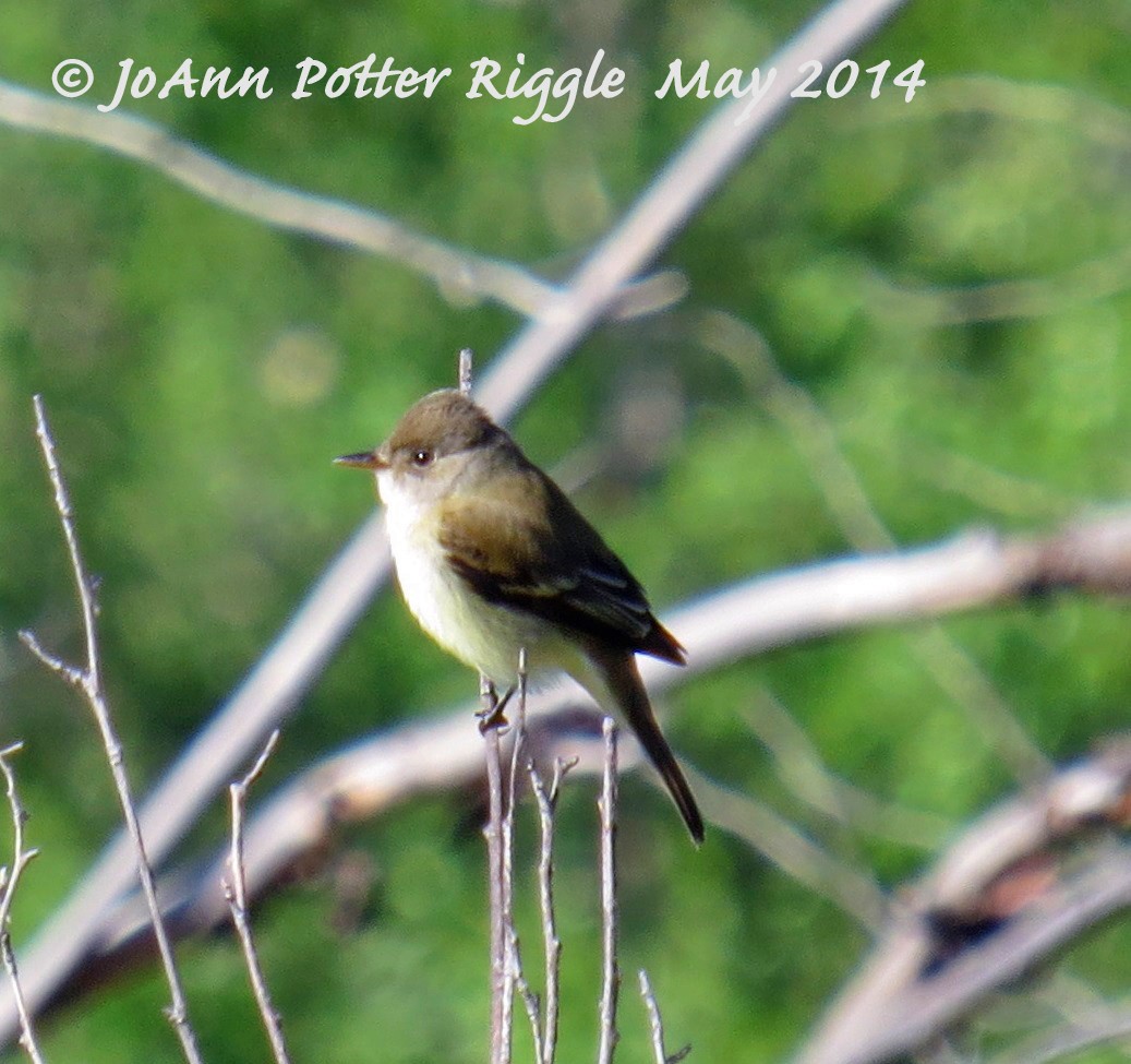 Willow Flycatcher - ML48179751