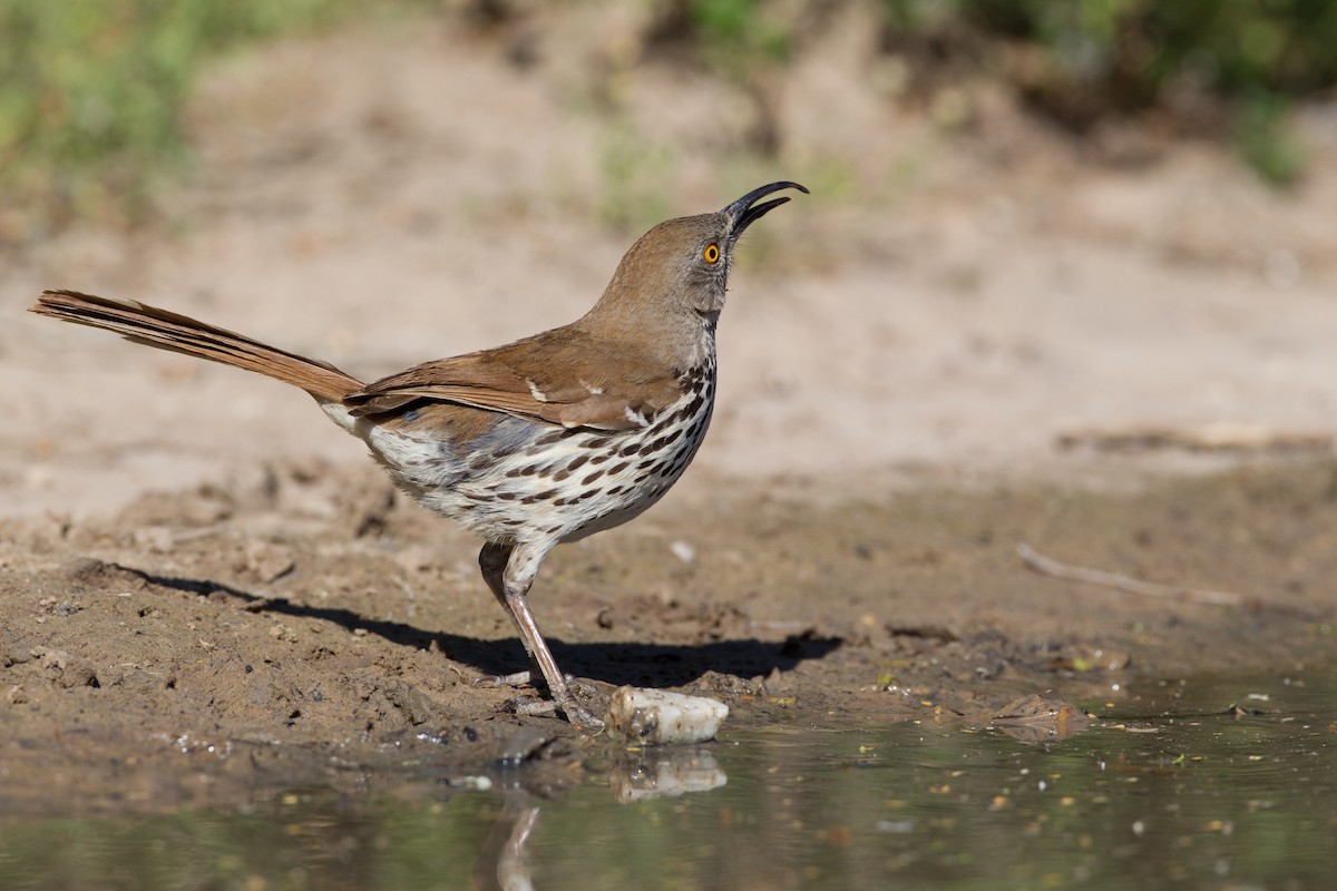 Long-billed Thrasher - ML481797621