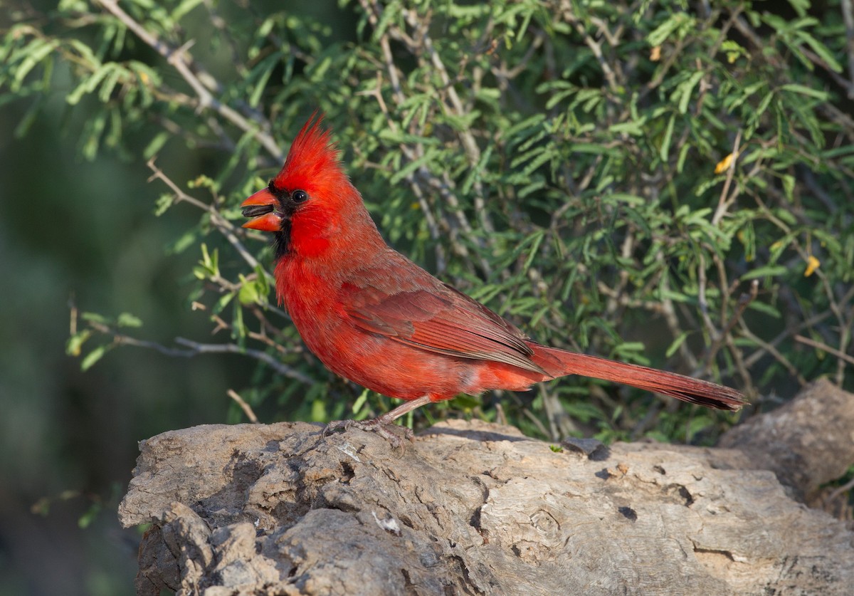 Cardinal rouge - ML481797931