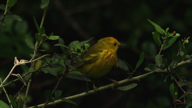 Paruline jaune (groupe aestiva) - ML481798