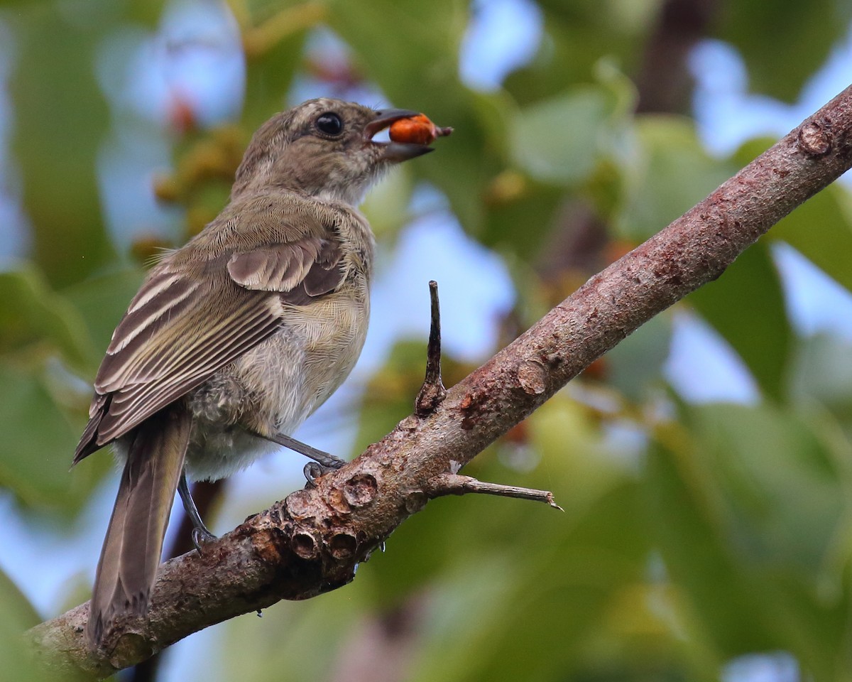 Western Spindalis - Bruce Robinson