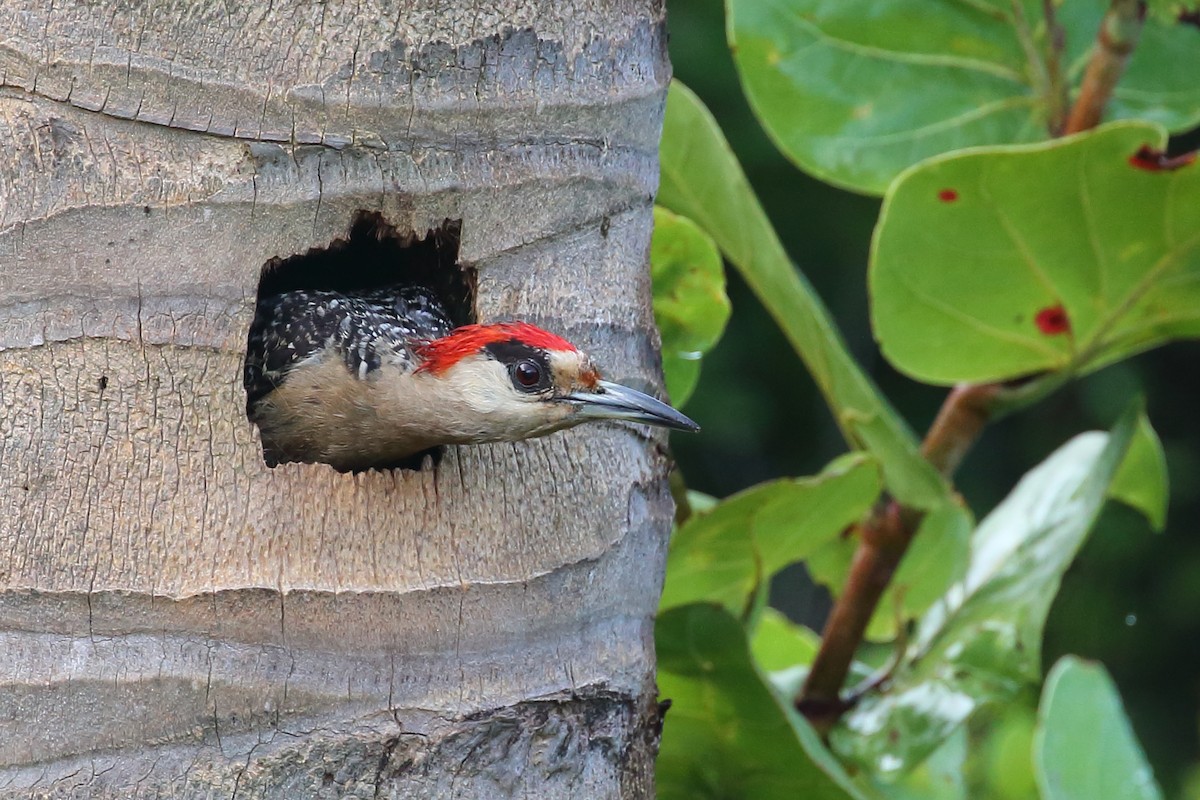 West Indian Woodpecker - ML481798601