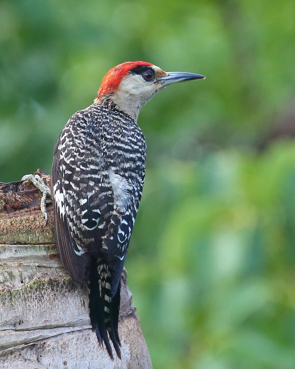 West Indian Woodpecker - ML481798761
