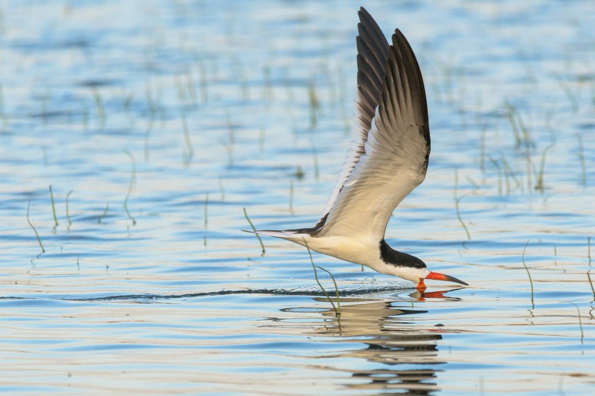 Black Skimmer - Carlos Rossello