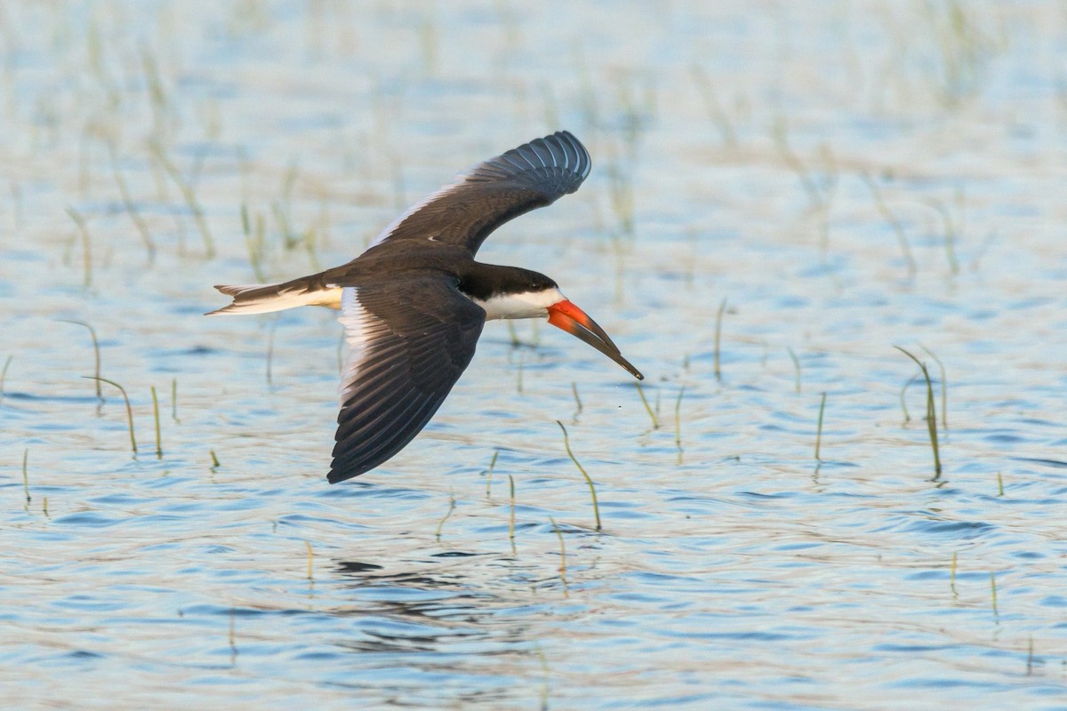 Black Skimmer - Carlos Rossello