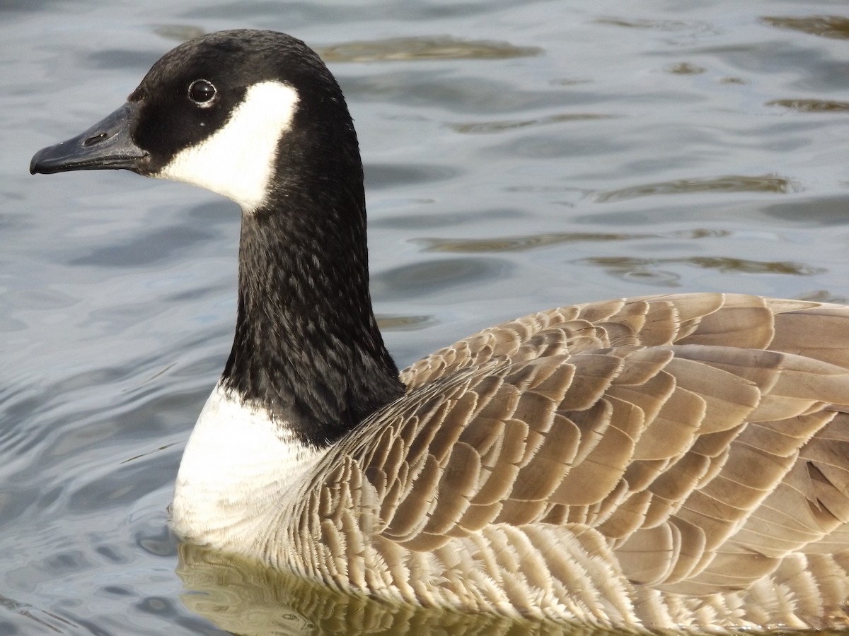Canada Goose (canadensis Group) - ML48179941