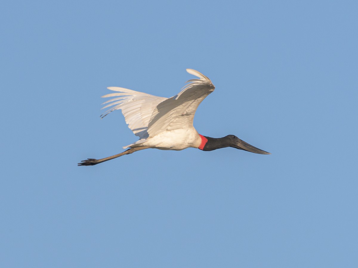 Jabiru d'Amérique - ML481799571