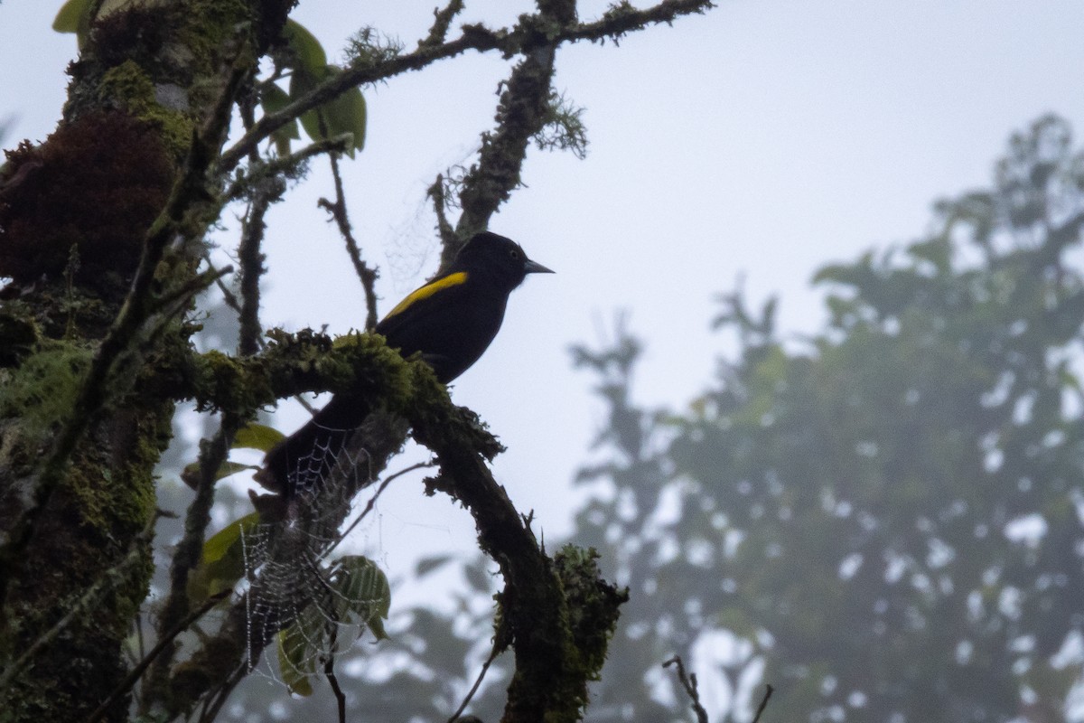 Golden-winged Cacique - Vitor Rolf Laubé