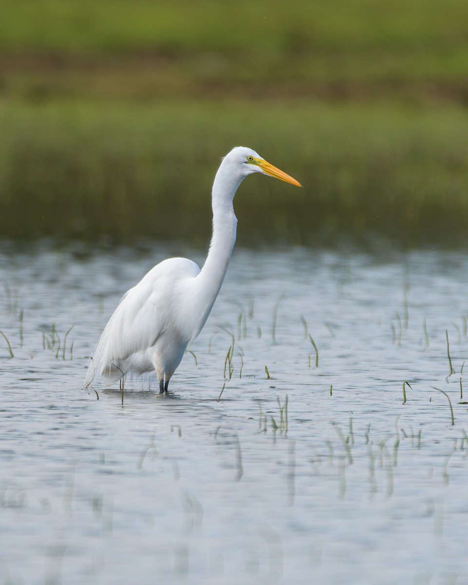 Great Egret - ML481801471