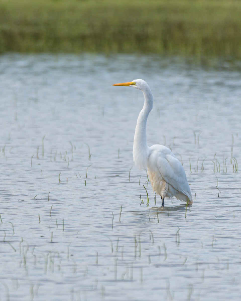 Great Egret - ML481801481