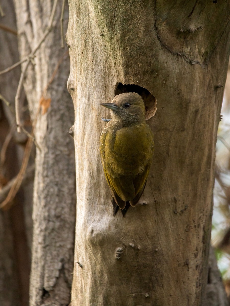 Little Woodpecker - ML481802271