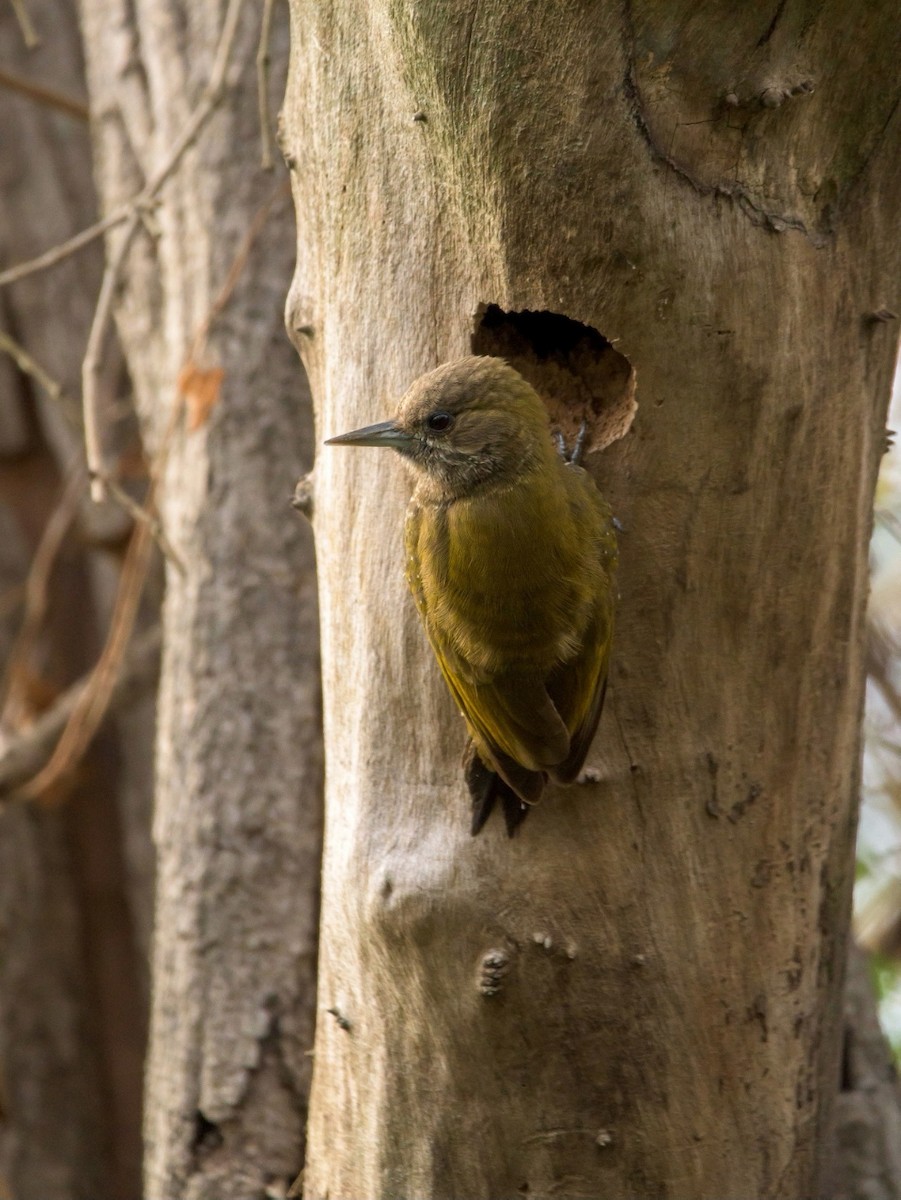 Little Woodpecker - ML481802281