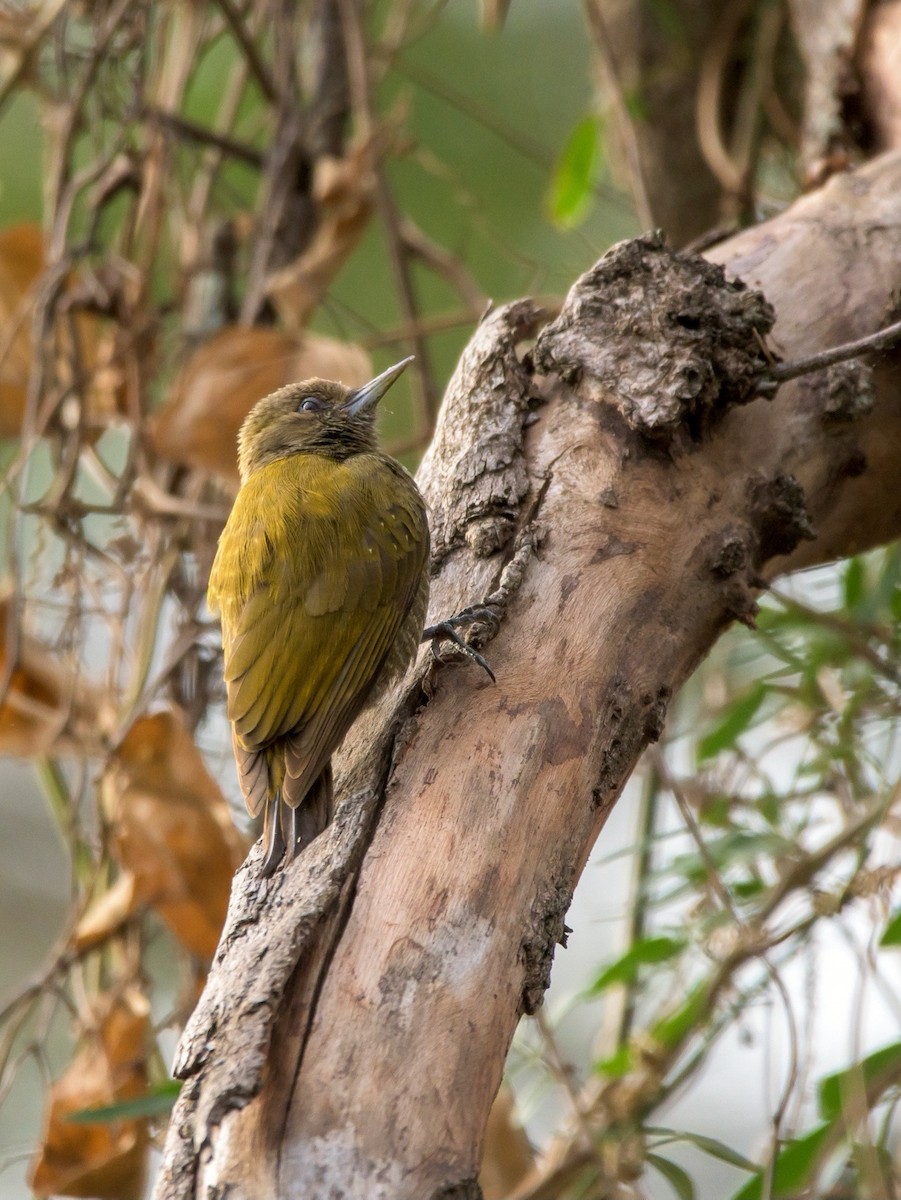 Little Woodpecker - Carlos Rossello