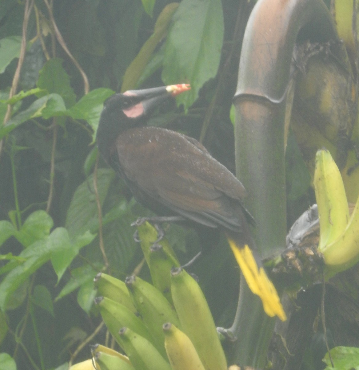 Baudo Oropendola - ML481803201