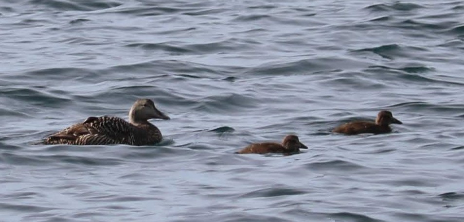 Common Eider - ML481803631
