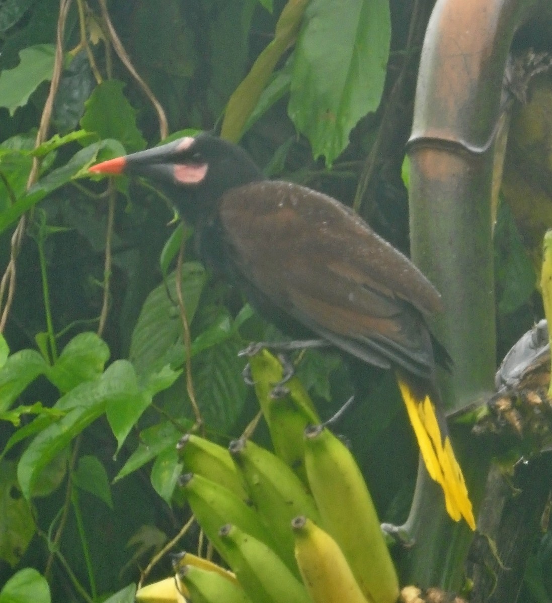 Baudo Oropendola - ML481803641