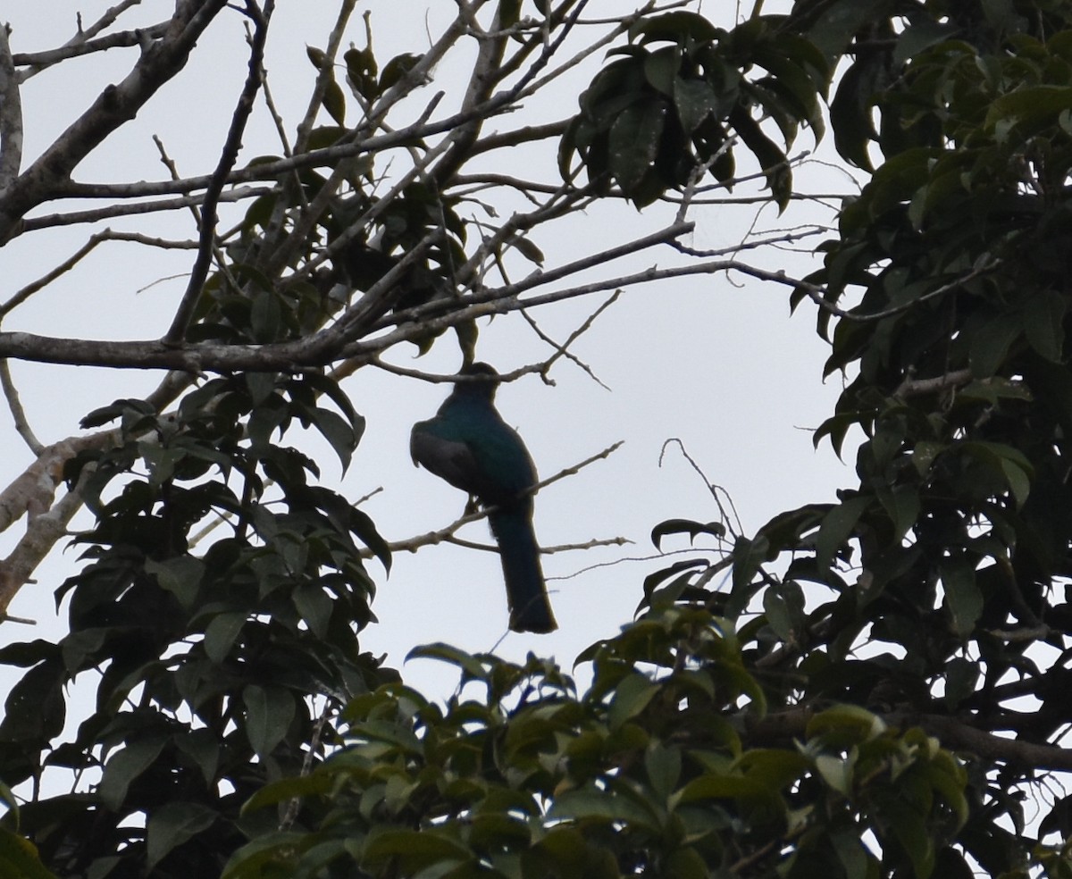 Trogon à queue noire - ML481803751