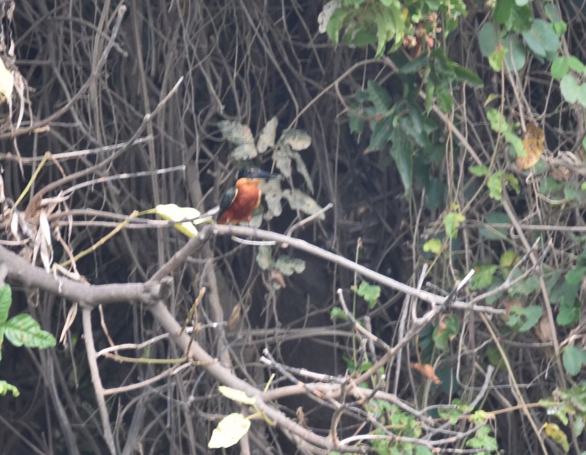 Green-and-rufous Kingfisher - ML481804211