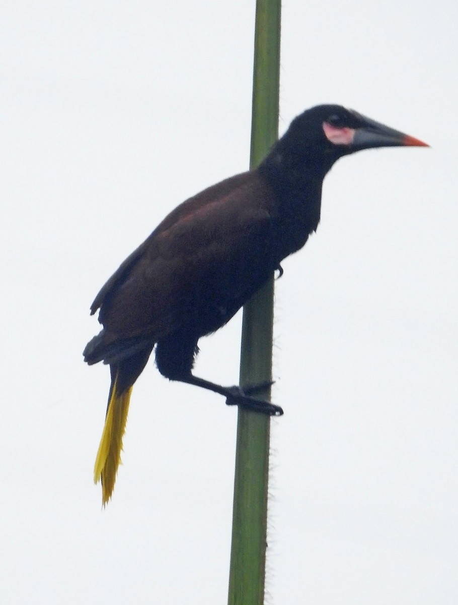 Baudo Oropendola - ML481804331