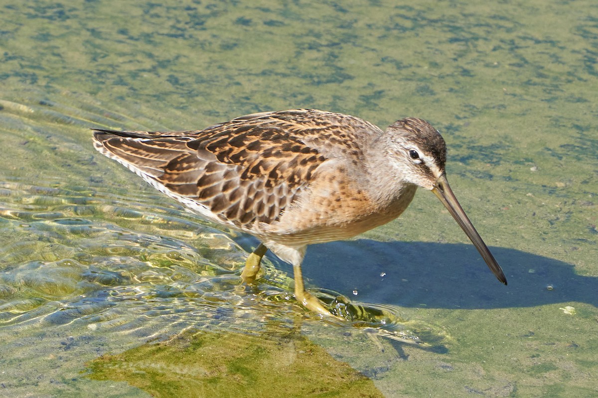 Short-billed Dowitcher - David Anderson