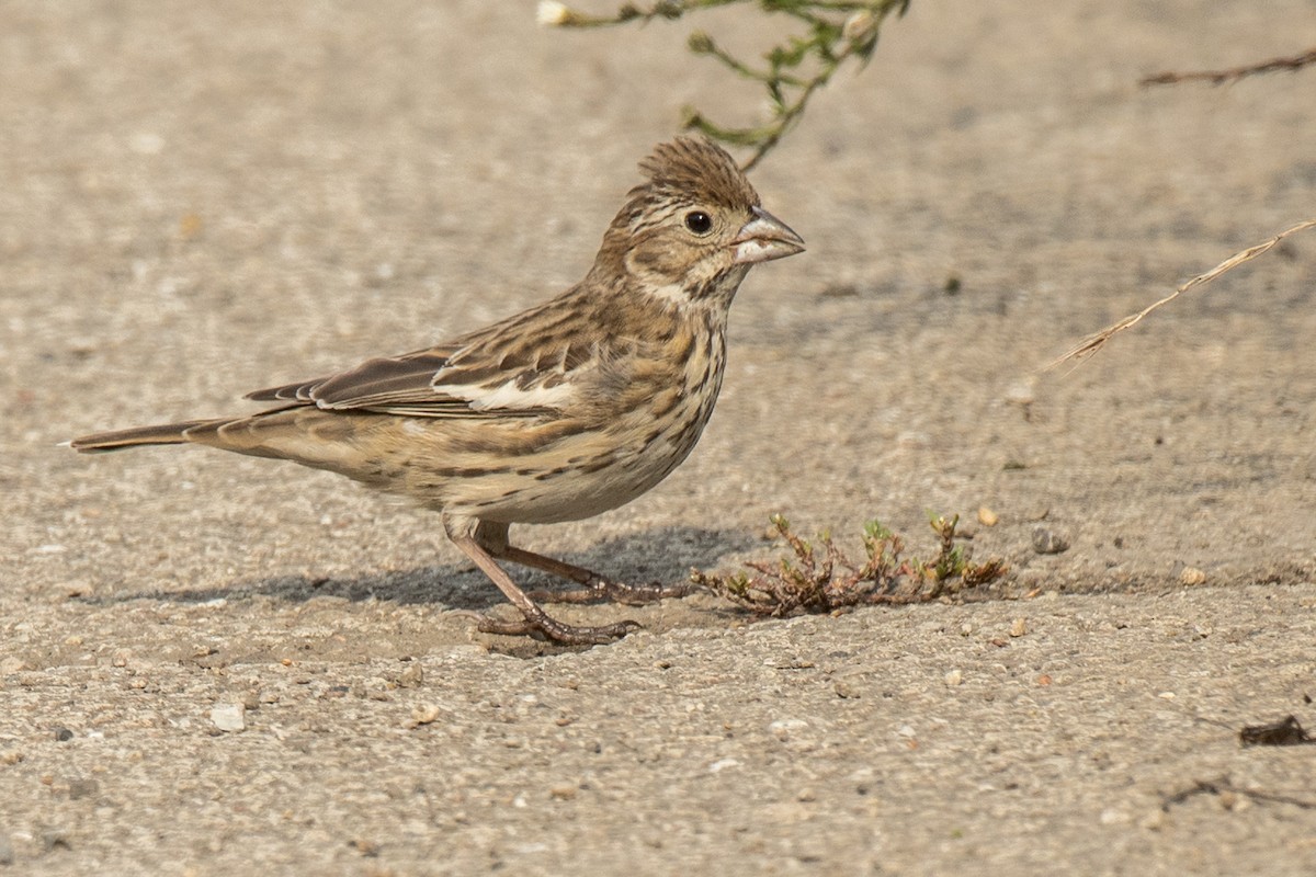 Lark Bunting - ML481804641